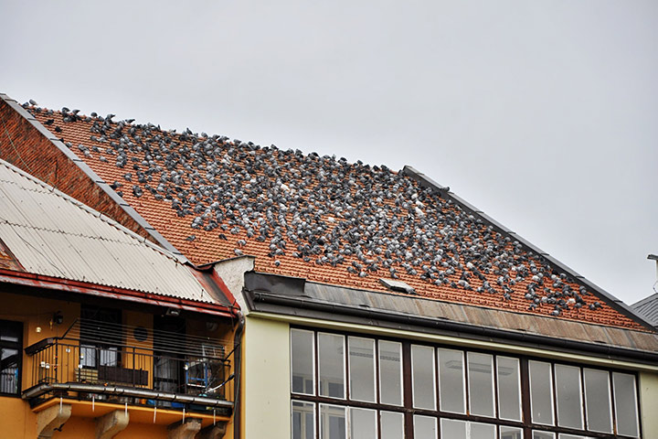 A2B Pest Control are able to install spikes to deter birds from roofs in Stratford. 