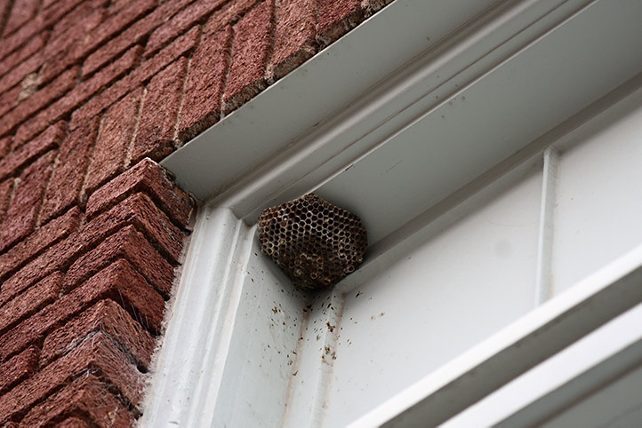 We provide a wasp nest removal service for domestic and commercial properties in Stratford.